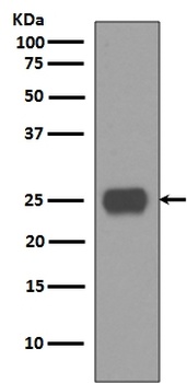 CD90/Thy1 Rabbit Monoclonal Antibody