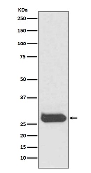THY1/Cd90 Rabbit Monoclonal Antibody