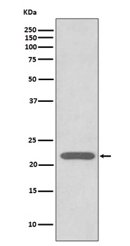 Peroxiredoxin 2 Rabbit Monoclonal Antibody