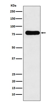 GAB1 Rabbit Monoclonal Antibody