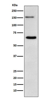 NUP153 Rabbit Monoclonal Antibody