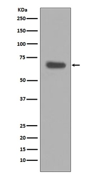 pro Caspase 10 Rabbit Monoclonal Antibody