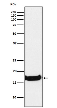 Uteroglobin SCGB1A1 Rabbit Monoclonal Antibody