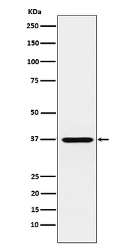 CRX Rabbit Monoclonal Antibody
