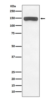 Collagen VI COL6A1 Rabbit Monoclonal Antibody