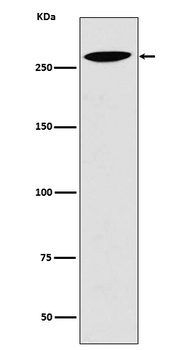 Lrp2/Megalin Rabbit Monoclonal Antibody