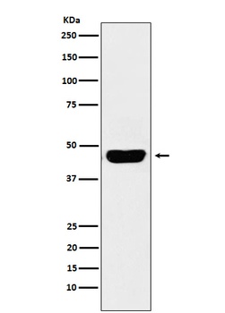 CD134 Rabbit Monoclonal Antibody