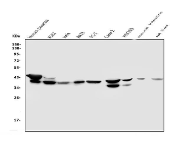 NMI Mouse Monoclonal Antibody