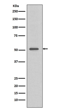 TRAF4 Rabbit Monoclonal Antibody