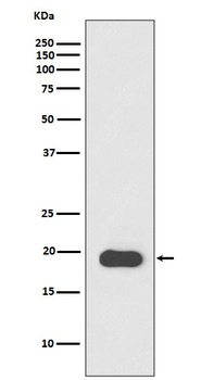 Myosin Light Chain 2 Rabbit Monoclonal Antibody