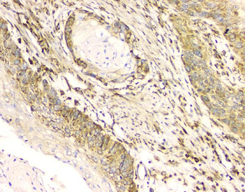 Cyclophilin B PPIB Mouse Monoclonal Antibody