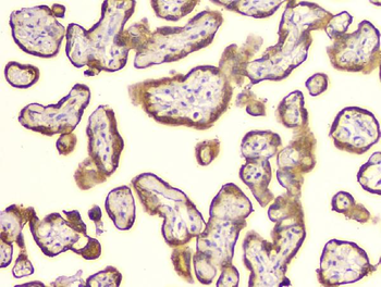 Cyclophilin B PPIB Mouse Monoclonal Antibody