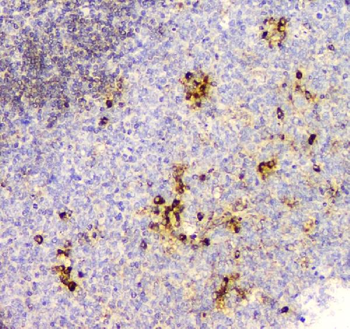 Cyclophilin B PPIB Mouse Monoclonal Antibody