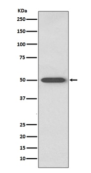RAGE Rabbit Monoclonal Antibody