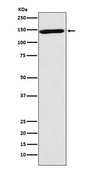 NRCAM Rabbit Monoclonal Antibody