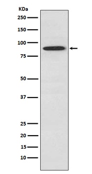 SAE2/UBA2 Rabbit Monoclonal Antibody
