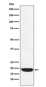 PERP Rabbit Monoclonal Antibody