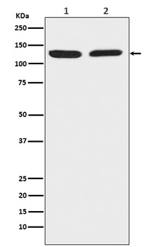 Chromogranin B CHGB Rabbit Monoclonal Antibody