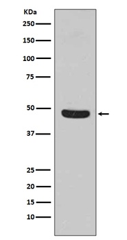 Flotillin 1/FLOT1 Rabbit Monoclonal Antibody