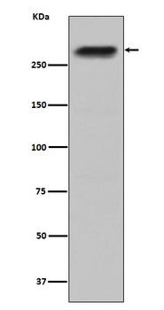 CENPE Rabbit Monoclonal Antibody