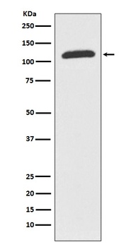 ABCF1 Rabbit Monoclonal Antibody