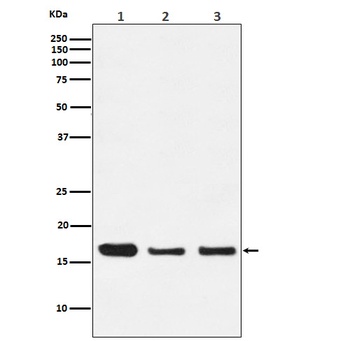 HES5 Rabbit Monoclonal Antibody