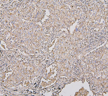 COX IV COX4I1 Mouse Monoclonal Antibody