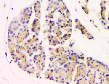 GM130 GOLGA2 Mouse Monoclonal Antibody