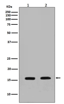 Calmodulin Rabbit Monoclonal Antibody