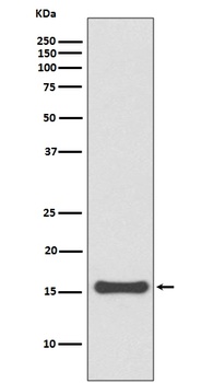 SUMO4 Rabbit Monoclonal Antibody