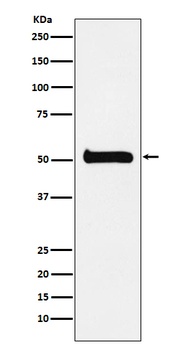 ULK3 Rabbit Monoclonal Antibody