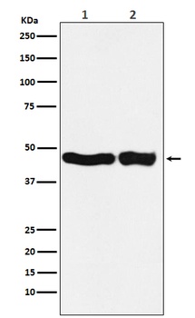 UQCRC2 Rabbit Monoclonal Antibody