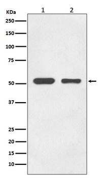 alpha Tubulin TUBA1B Rabbit Monoclonal Antibody