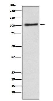 Alpha1 adaptin AP2A1 Rabbit Monoclonal Antibody