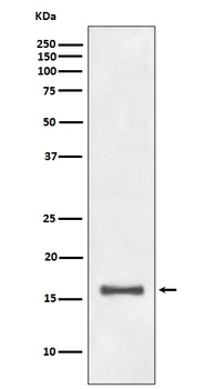 Histone H3 HIST1H3A Rabbit Monoclonal Antibody