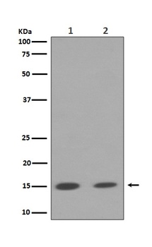 Histone H3 HIST1H3A Rabbit Monoclonal Antibody