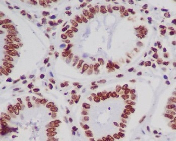 Histone H4 HIST1H4A Rabbit Monoclonal Antibody