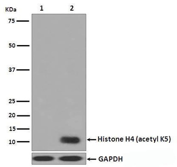Histone H4 HIST1H4A Rabbit Monoclonal Antibody