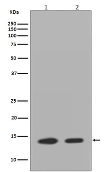 Histone H2A.Z H2afz/H2A Rabbit Monoclonal Antibody