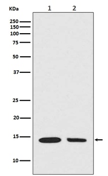 Histone H2A HIST1H2AB Rabbit Monoclonal Antibody