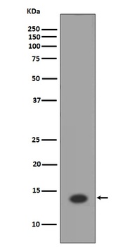 Histone H2A HIST1H2AB Rabbit Monoclonal Antibody
