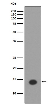 Histone H2A HIST1H2AB Rabbit Monoclonal Antibody
