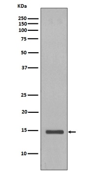 Histone H2B HIST1H2BC Rabbit Monoclonal Antibody