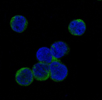 Phospho-JAK2/JAK2 Rabbit Monoclonal Antibody