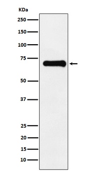 Phospho-PAK4 + PAK5 + PAK6/PAK4 Rabbit Monoclonal Antibody