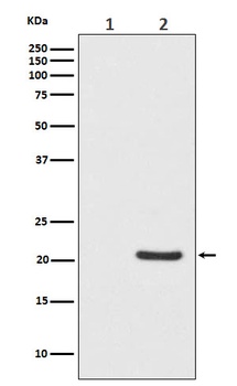 Phospho-Bad Rabbit Monoclonal Antibody