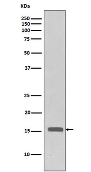 Phospho-Histone H3 H3F3A Rabbit Monoclonal Antibody