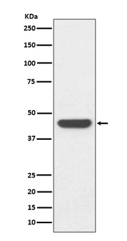 HA-Tag/HA Rabbit Monoclonal Antibody
