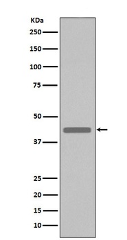 VSV-G-Tag/VSV Rabbit Monoclonal Antibody