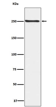 Phospho-mTOR Rabbit Monoclonal Antibody